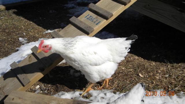 27529_chickens_16_weeks_007.jpg