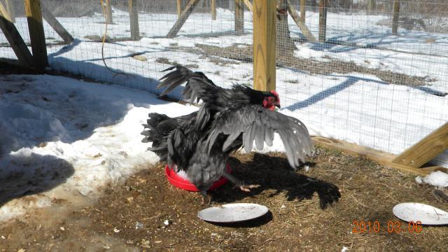 27529_chickens_16_weeks_009.jpg