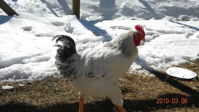 27529_chickens_16_weeks_010.jpg
