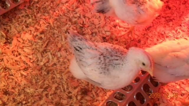 27529_chicks_12-16_003.jpg