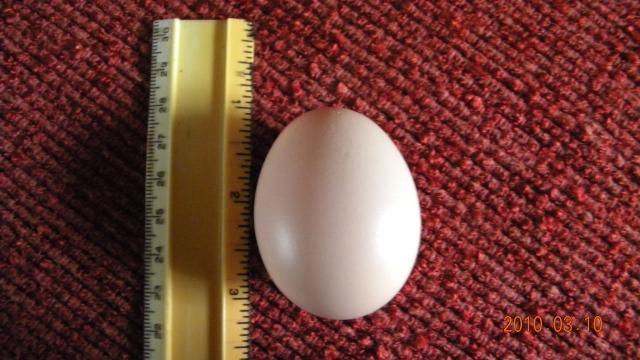 27529_coras_first_egg_002.jpg