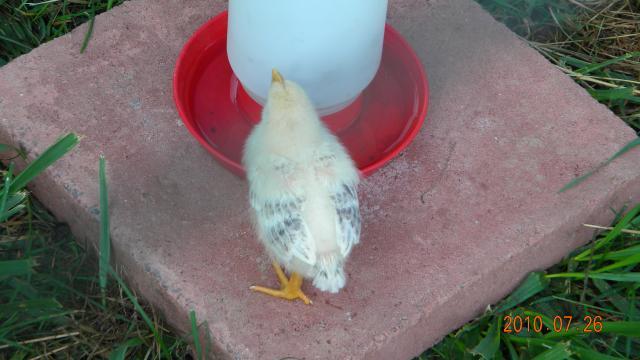 27529_dustbathing_010.jpg
