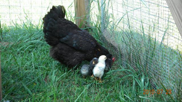 27529_harriet_and_chicks_outside_001.jpg