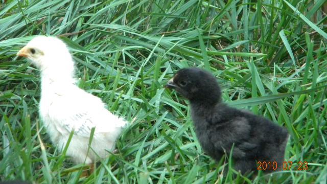 27529_harriet_and_chicks_outside_002.jpg