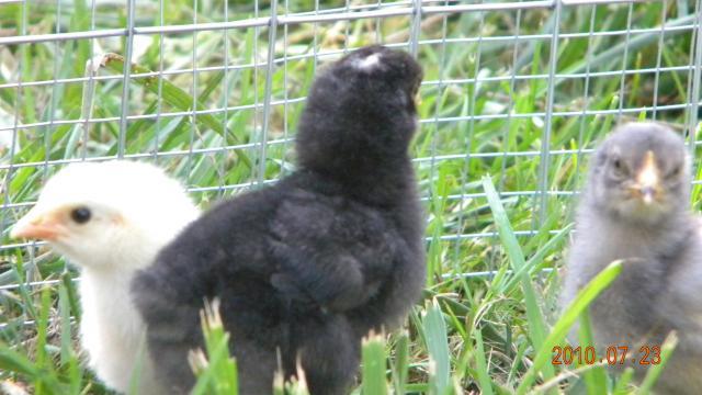 27529_harriet_and_chicks_outside_005.jpg