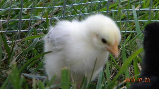 27529_harriet_and_chicks_outside_006.jpg