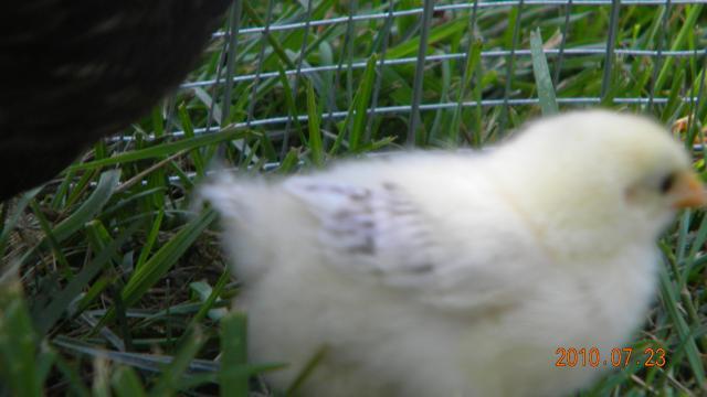 27529_harriet_and_chicks_outside_007.jpg