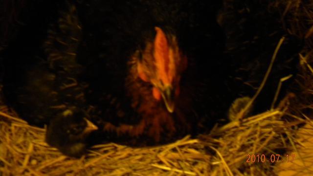27529_harriets_first_chicks_002.jpg