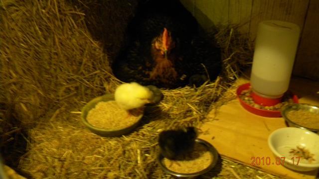 27529_harriets_first_chicks_004.jpg