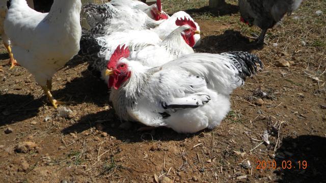 27529_jantu_and_chickens_004.jpg