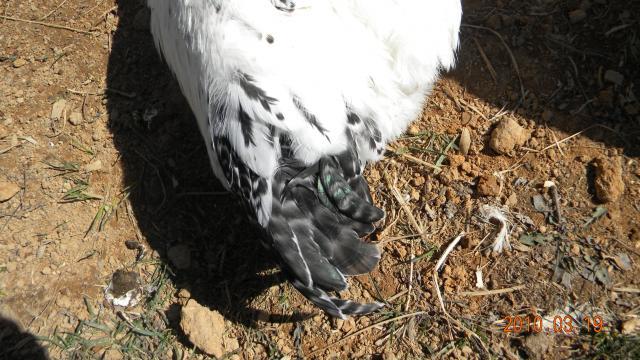 27529_jantu_and_chickens_006.jpg