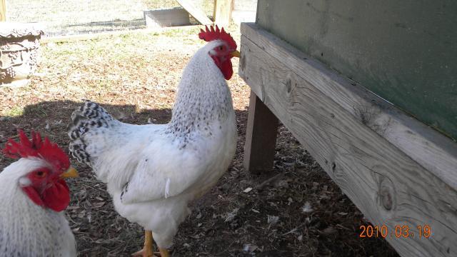 27529_jantu_and_chickens_014.jpg