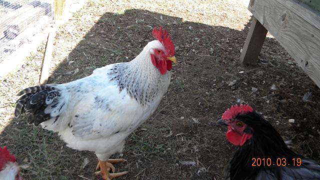 27529_jantu_and_chickens_016.jpg