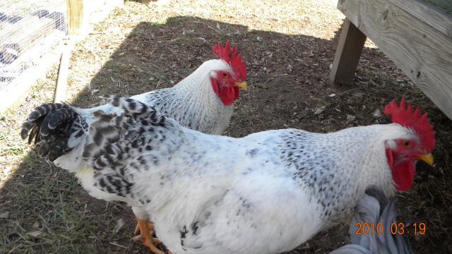 27529_jantu_and_chickens_017.jpg