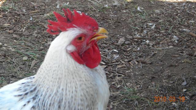 27529_jantu_and_chickens_018.jpg