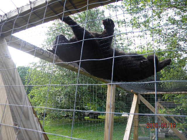 27529_julians_hammock_002.jpg