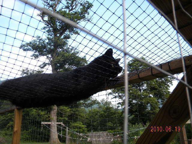 27529_julians_hammock_003.jpg