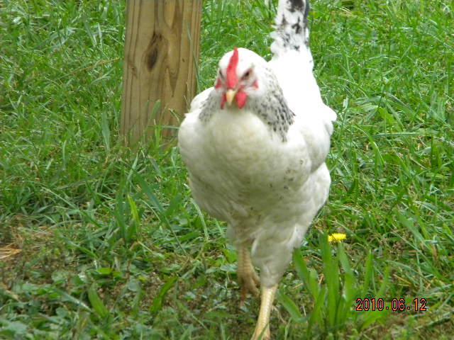 27529_june_12_chickens_003.jpg