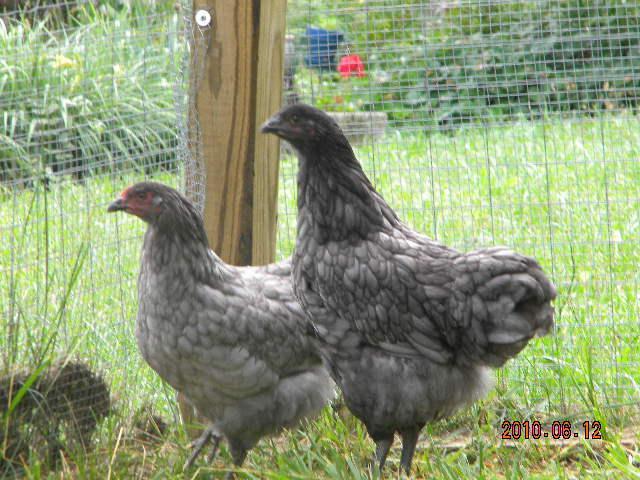 27529_june_12_chickens_004.jpg