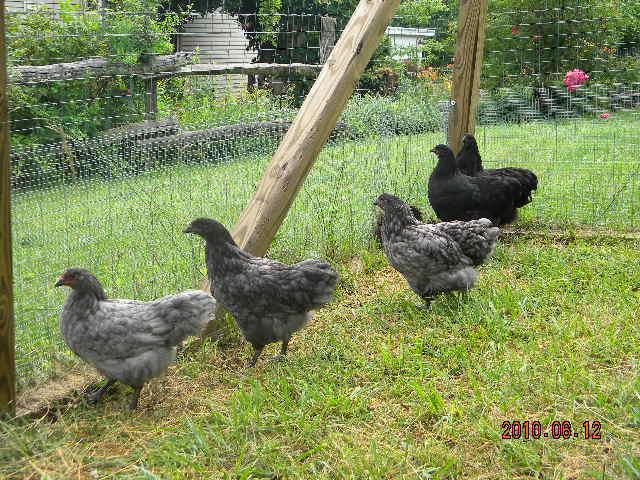 27529_june_12_chickens_010.jpg
