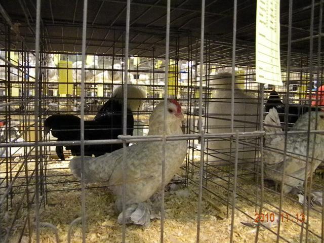 27529_ohio_nationals_2010_044.jpg