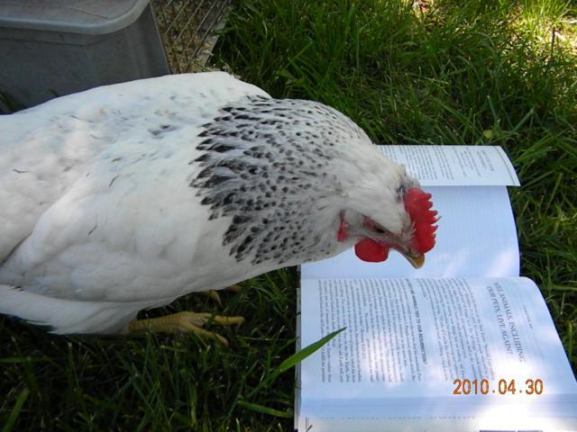 27529_wisteria_lizzie_reads_a_book_010.jpg