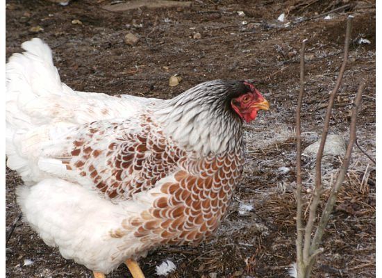 2752_chick.jpg
