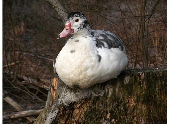 2752_muscovy.jpg