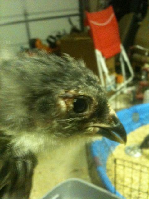 27532_chicke.jpg
