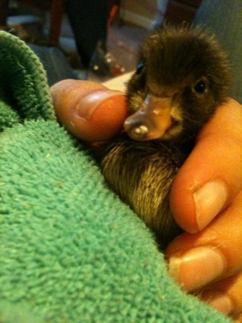 27532_duck1.jpg