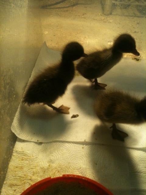 27532_duck2.jpg