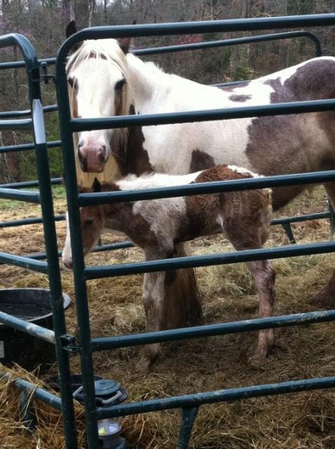27532_goldie_foal.jpg