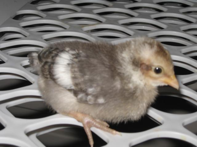 27532_mystery_chick.jpg