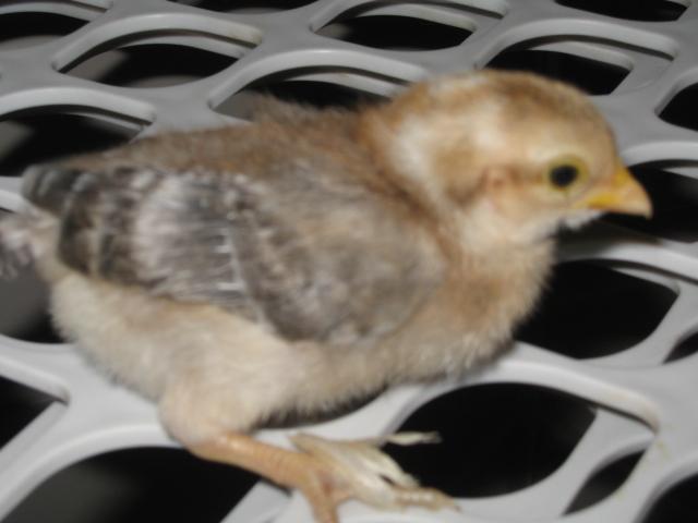 27532_mystery_chick_no2.jpg