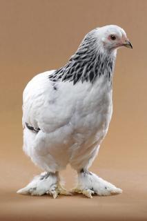 27552_brama3.jpg