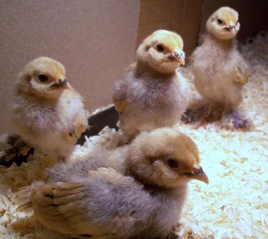 27552_chicks2.jpg