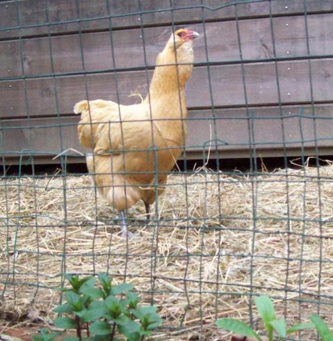 27552_ginger.jpg