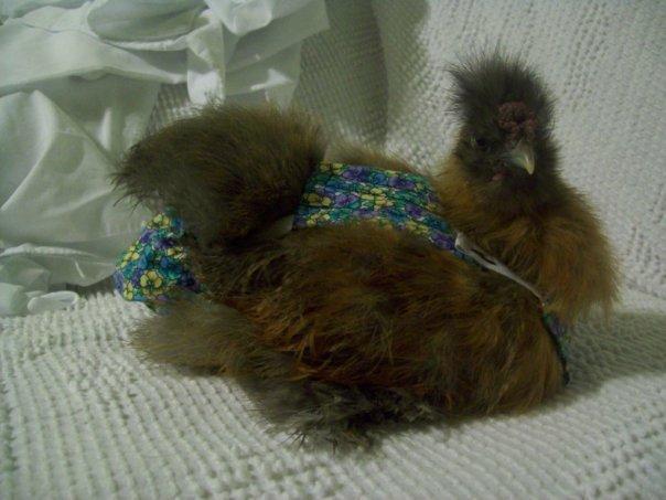 27552_monkie4.jpg