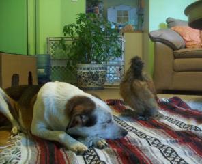 27552_monkie_and_jada.jpg