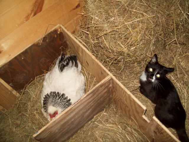 27552_nest_boxes_are_now_on_the_floor.jpg