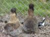 27552_partridge_silkie2.jpg