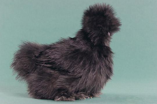 27552_silkieblack.jpg