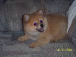 27557_ciera.jpg