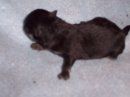 27557_lacys_girl_sable.jpg