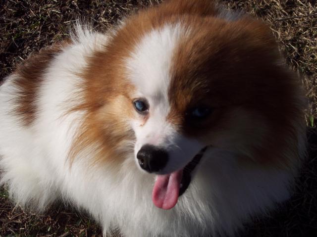 27557_pixie_002.jpg