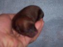 27557_pixie_and_lacy_pups.jpg