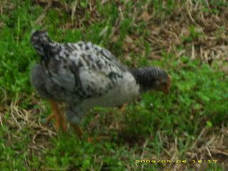 27566_dsci0121.jpg