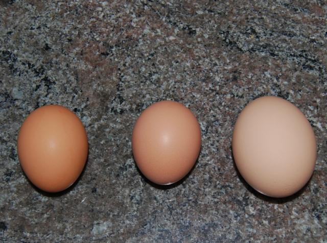 27573_ashirlysfirstegg_06.jpg