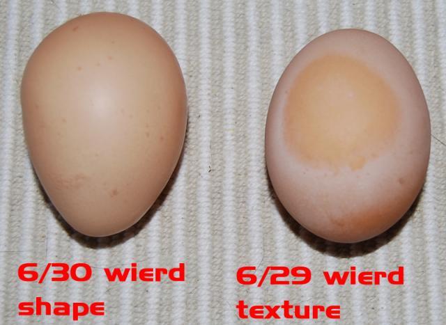27573_wierd_eggs.jpg
