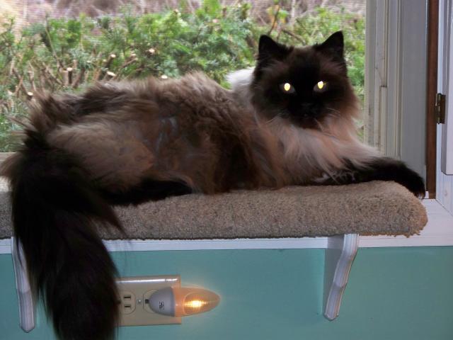 2757_athena_and_sapphire_002.jpg